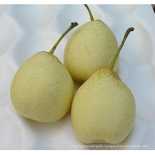 Fresh Chinese (ISO, HACCP, GLOBALGAP) Ya Pear